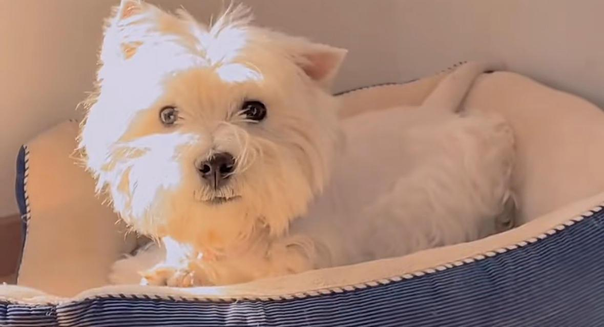 1765596722663386.png 1765596722663386.png